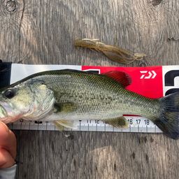 ラージマウスバス