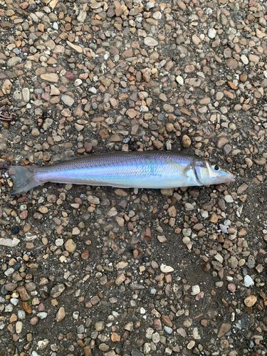 シロギスの釣果