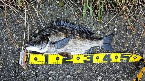 チヌの釣果