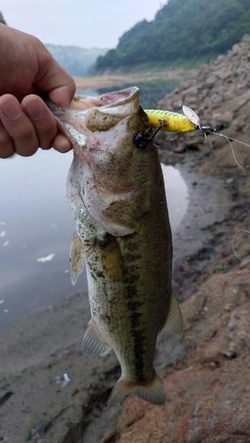 ブラックバスの釣果