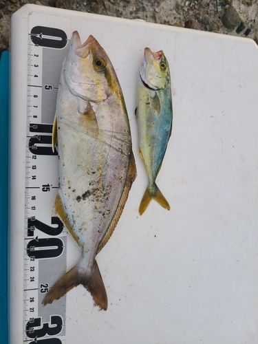 ショゴの釣果