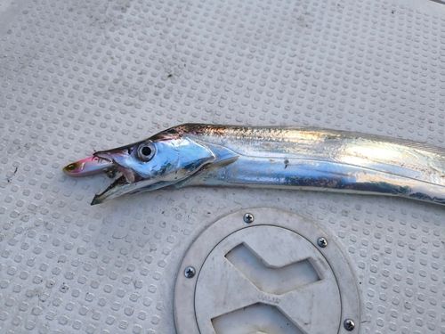 タチウオの釣果