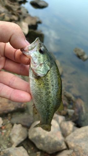 ラージマウスバスの釣果