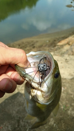 ラージマウスバスの釣果