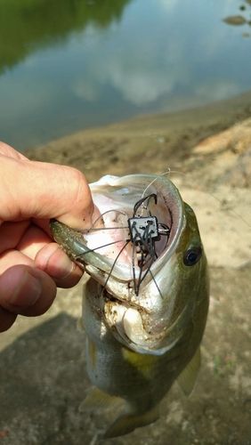 ラージマウスバスの釣果