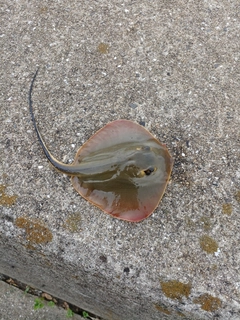 アカエイの釣果
