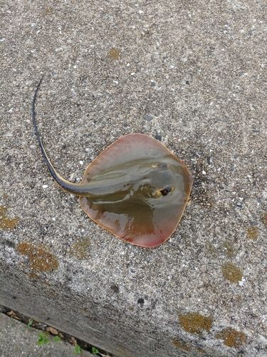 アカエイの釣果