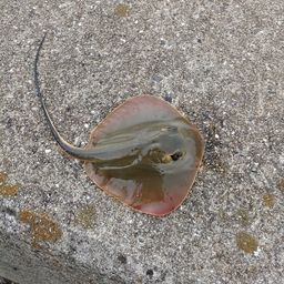 アカエイ