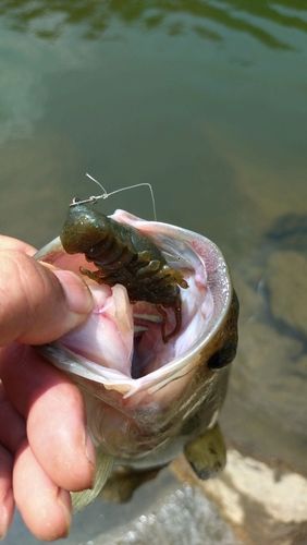 ラージマウスバスの釣果