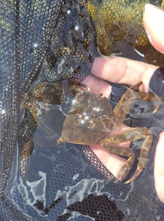 モクズガニの釣果
