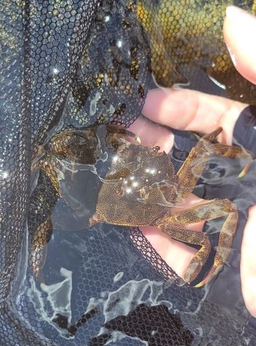 モクズガニの釣果