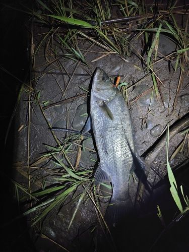 フッコ（ヒラスズキ）の釣果