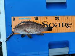 シイラの釣果