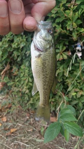 ラージマウスバスの釣果