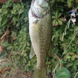 ラージマウスバス