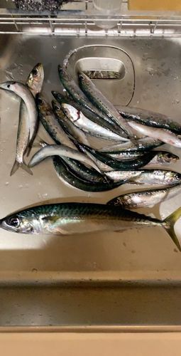 サバの釣果