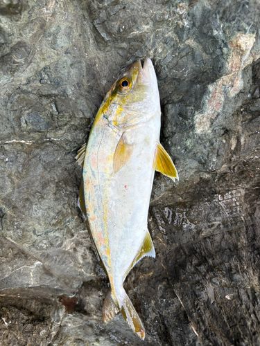 ショゴの釣果