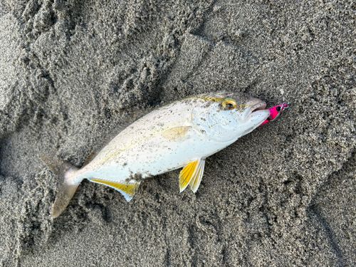 ショゴの釣果