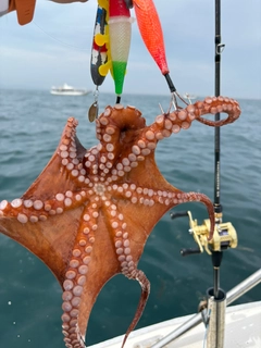 タコの釣果