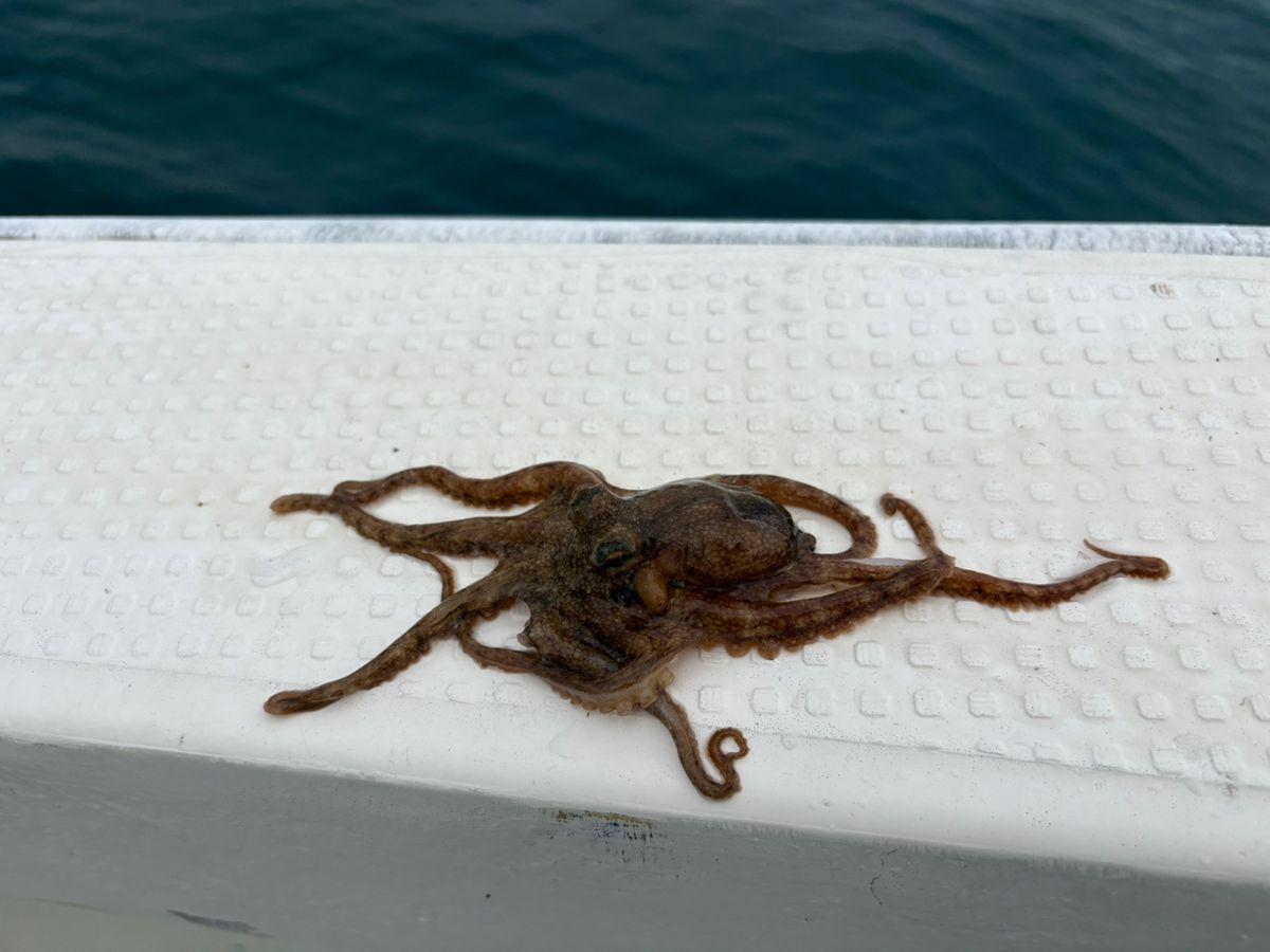 hirojinさんの釣果 2枚目の画像