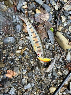 ヤマメの釣果