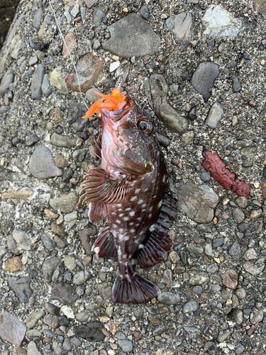 ガシラの釣果