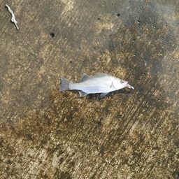 セイゴ（マルスズキ）