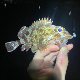 カサゴ