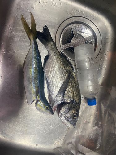 チヌの釣果