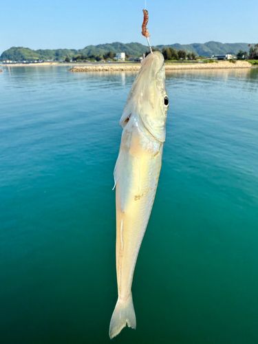 キスの釣果