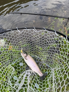 ニジマスの釣果