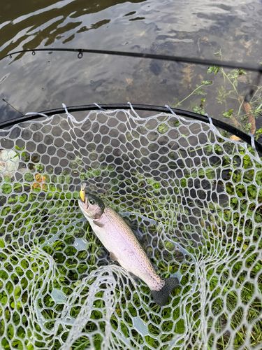 ニジマスの釣果