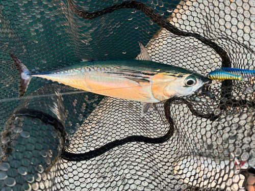 ソウダガツオの釣果