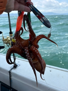 タコの釣果