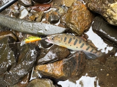 ヤマメの釣果