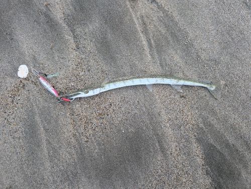 ダツの釣果