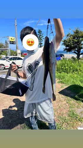 マゴチの釣果