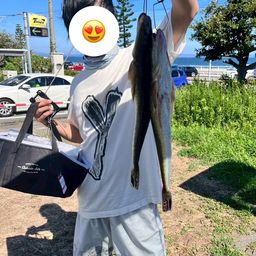 マゴチ