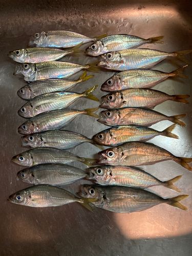 アジの釣果