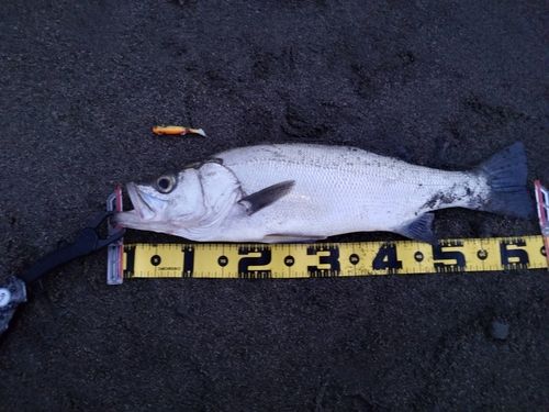 ヒラスズキの釣果