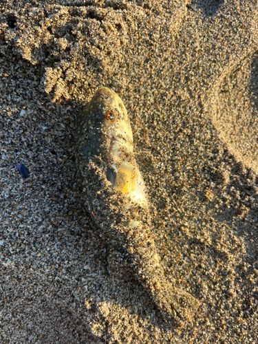 クサフグの釣果