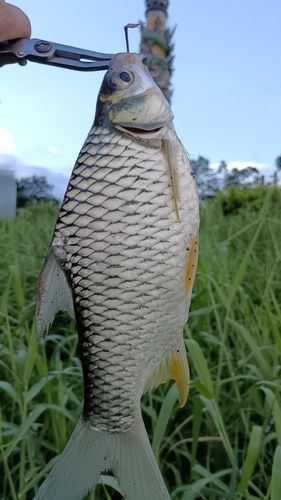 釣果