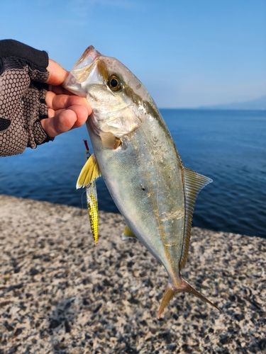 ネリゴの釣果