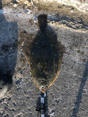 カレイの釣果