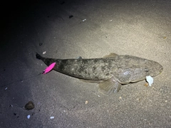 マゴチの釣果