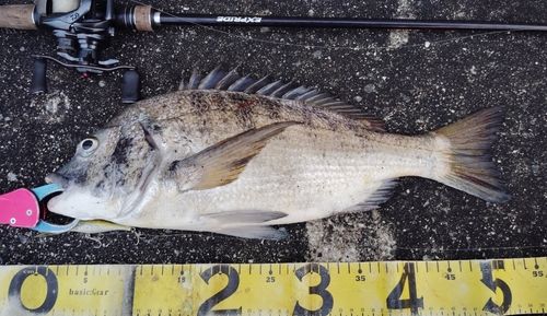 チヌの釣果