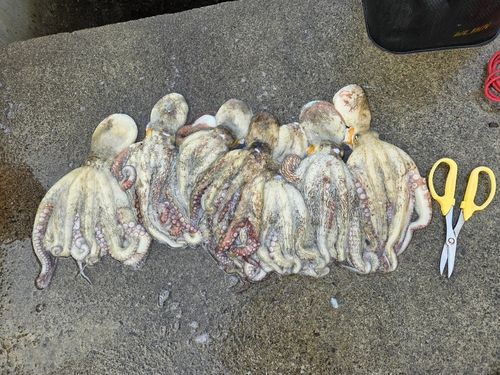マダコの釣果