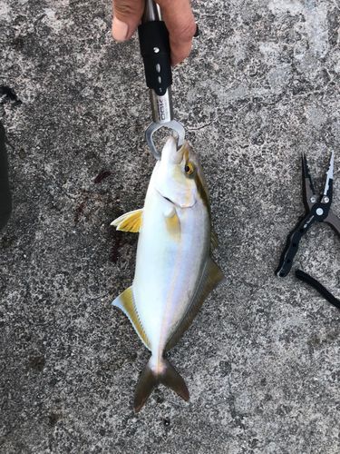 シオの釣果