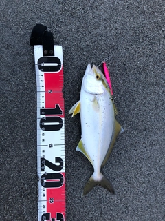ショゴの釣果