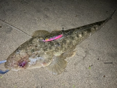 マゴチの釣果